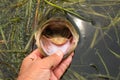 Man Lips Large Mouth Bass While Fishing Royalty Free Stock Photo