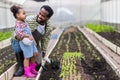 Man and Little girl with vegetable plants farming and gardening concept. Father and Daughter planting vegetable in home garden fie Royalty Free Stock Photo