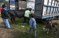 A man loads a cow onto his truck as a boy holding a calf looks on at the Otavalo animal market in Ecuador.