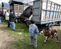 A man loads a cow onto his truck as a boy holding a calf looks on at the Otavalo animal market in Ecuador. Royalty Free Stock Photo