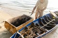A man loads a sea urchin from a wooden boat into a box. Sea urchin collector at the beach line. Danger for vacationers