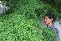 A man with a Long hair and a mustache peeking out from the bushes of Terminalia ivorensis Chev bedew