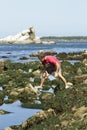 Man looking in tidal pools in Tillamook Bay Royalty Free Stock Photo
