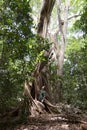 Man looking at tree at the Vizcaya Museum and Gardens Royalty Free Stock Photo