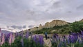 Man looking at the view of Omarama Clay Cliffs surrounded by lupin flowers. New Zealand Royalty Free Stock Photo