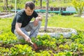 The man loosens the ground under the strawberries at their summer cottage Royalty Free Stock Photo