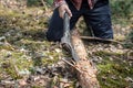 A man lumberjack knelt down and cuts the branches of a fallen pine tree on the ground. Scene in the forest. Royalty Free Stock Photo