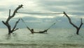 Man lying relaxed and happy in sea hammock amazing set up on tree trunks at tropical island beach in relaxing holidays travel