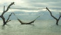 Man lying relaxed and happy in sea hammock amazing set up on tree trunks at tropical island beach in relaxing holidays travel