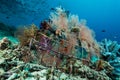 man-made artificial reef with metal struture and concrete Royalty Free Stock Photo