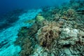 man-made artificial reef with metal struture and concrete Royalty Free Stock Photo