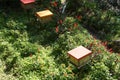 Man-made bee nests made of timber.