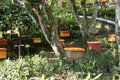 Man-made bee nests made of timber.