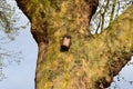 Man made bird nesting facility on a tree Royalty Free Stock Photo