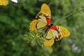 Man made butterfly in the garden