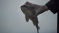 Man made disaster, hand holding dead fish, pollution caused by chemical wastes