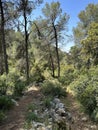 The man-made forest of Mata, planted with Aleppo pine or Jerusalem pine (lat.- Pinus halepensis Royalty Free Stock Photo