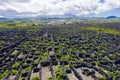 Man-made landscape of the Pico Island Vineyard Culture, Azores, Portugal. Pattern of spaced-out, long linear walls running inland