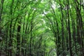 Man-made Mahogany forest of Loboc and Bilar, Philippines Royalty Free Stock Photo