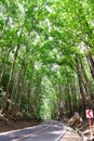 Man-made Mahogany forest of Loboc and Bilar in Philippines Royalty Free Stock Photo