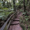 New Zealand Bush Track