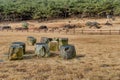 Man made sitting stones and dolmen burial chambers at neolithic park