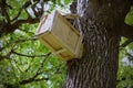 Man made wooden hive up on a old oak tree Royalty Free Stock Photo