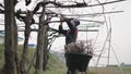 A man making adjustments to vine branches