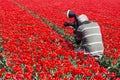 Man making photos in red tulip field Royalty Free Stock Photo