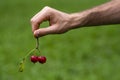 man male Hand Holding a Tiny Fresh Picked Ripe Crab Apple Fruit leaf Red small Harvest Royalty Free Stock Photo