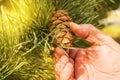 Man manually tear pine cone, pine with green pine tree branches concept of Christmas, holiday and New year Royalty Free Stock Photo