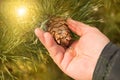 Man manually tear pine cone, pine with green pine tree branches concept of Christmas, holiday and New year Royalty Free Stock Photo