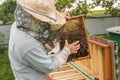 A man in a mask holds a frame from a hive Royalty Free Stock Photo