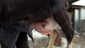 A man massages the udder of a goat before milking. Milking a goat during the cold season