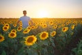 Man in meadow of sunflower at sunset Royalty Free Stock Photo