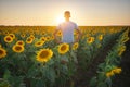 Man in meadow of sunflower at sunset Royalty Free Stock Photo