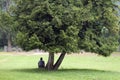 Man meditating near a tree Royalty Free Stock Photo