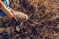 Man with metal detector found something in the soil and digs it out with the spade