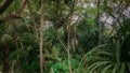 Man in the middle of jungles in the tropical rainforest at the island Manadhoo the capital of Noonu atoll Royalty Free Stock Photo