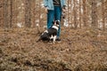 A man with a miini bullterrier tricolor dog on the walk in the forest Royalty Free Stock Photo