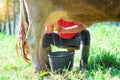 A man milking a cow in the meadow. In manual mode Royalty Free Stock Photo