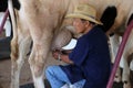 The man milking cows from cow`s breast to aluminum cans by the hand of farmers who raise animals