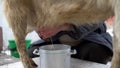 A man milks the udder of a beige goat. Milking goat milk in the cold season close up