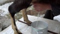 A man milks the udder of a goat. Milking goat milk in the cold season close up