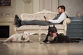 Man with mobile phone liesing on the sofa. Dogs: black pit bull or stafforshire terrier, white bull terrier seatting in the legs o