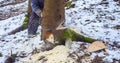 man with motor chainsaw cutting tree Royalty Free Stock Photo