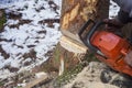 man with motor chainsaw cutting tree in forest. Royalty Free Stock Photo