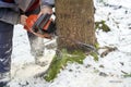 man with motor chainsaw cutting tree in forest. Royalty Free Stock Photo