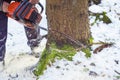 man with motor chainsaw cutting tree in forest Royalty Free Stock Photo