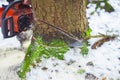 man with motor chainsaw cutting tree in forest. Royalty Free Stock Photo